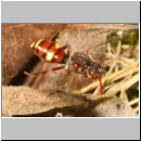 Nomada panzeri - Wespenbiene w05 7mm - Sandgrube Niedringhaussee det.jpg